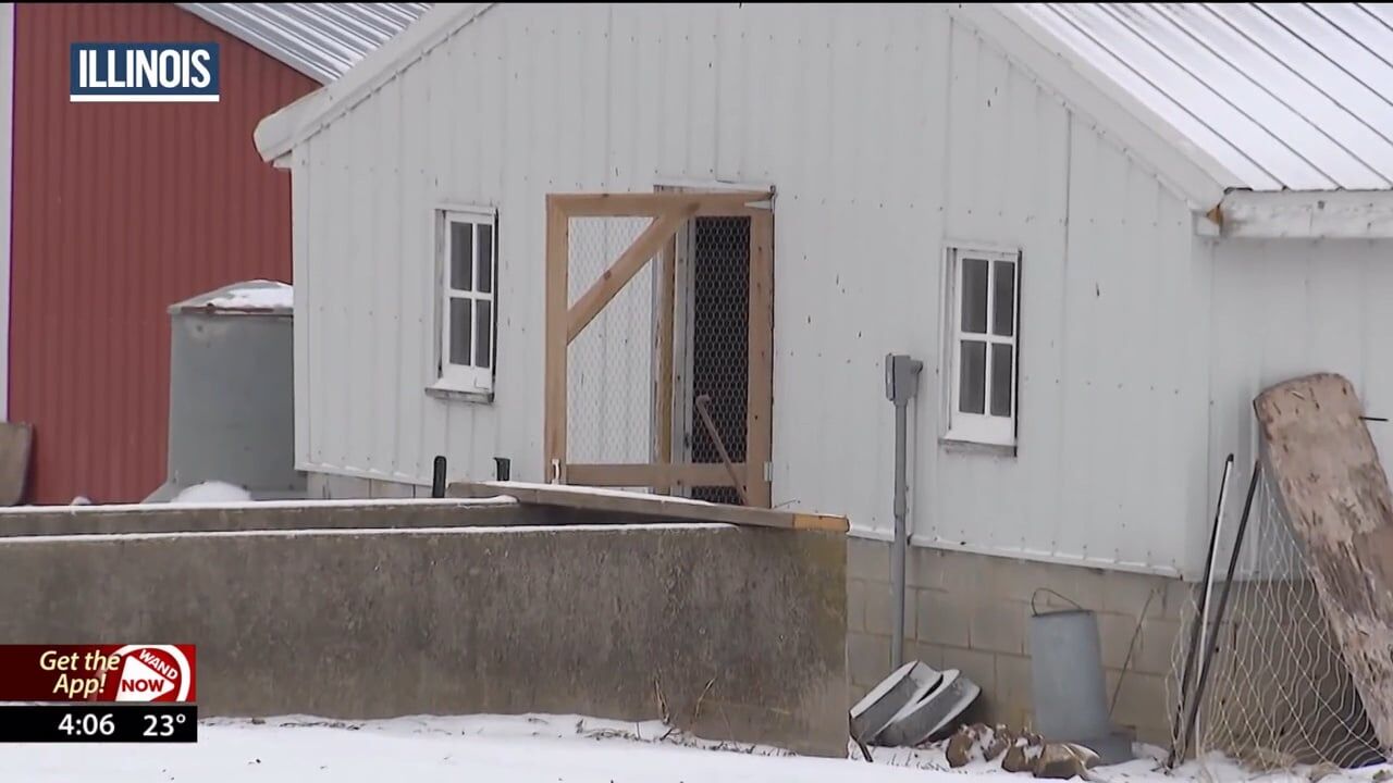Bird flu wipes out entire chicken flock at organic family-run farm in Illinois